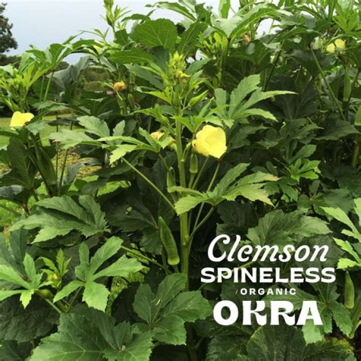 How tall is Clemson spineless okra grow?
