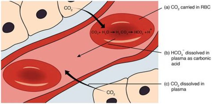 Is carbon dioxide transported in red blood cells?