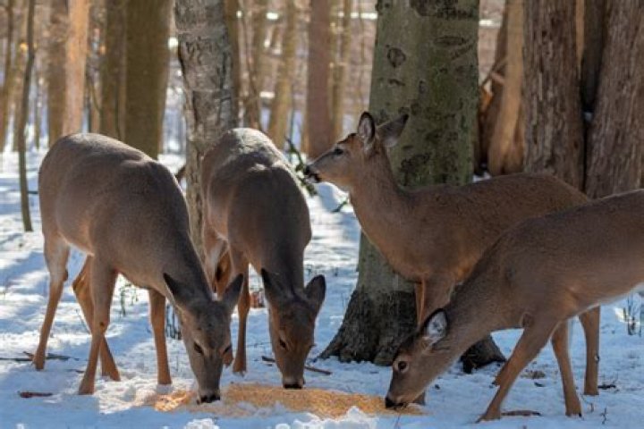 Is corn safe for deer to eat?