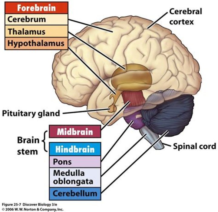 Is hindbrain the brainstem? | ContextResponse.com