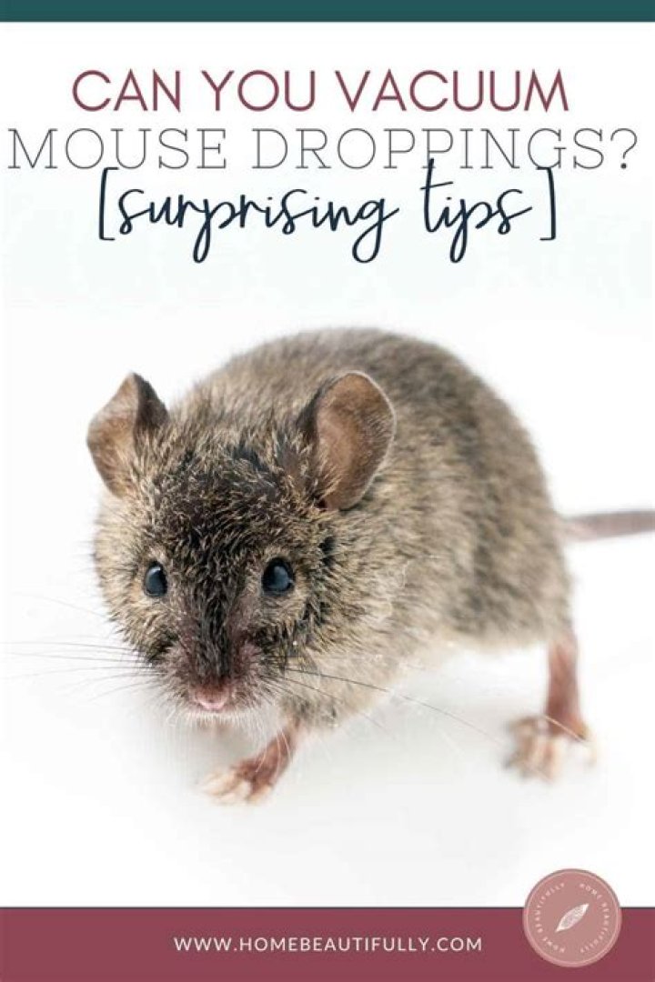 Is it dangerous to vacuum mouse droppings?