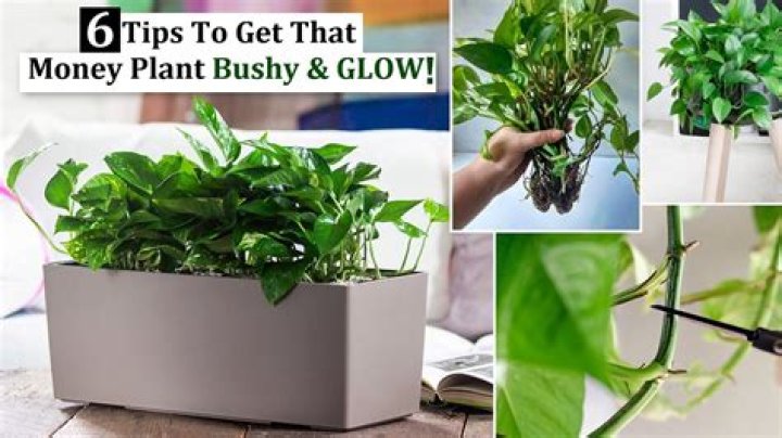 Is it safe to keep money plant in bedroom?