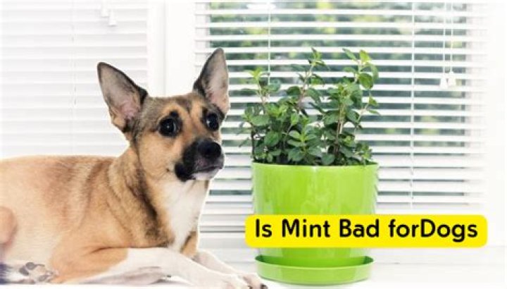 Is Mint bad for dogs?