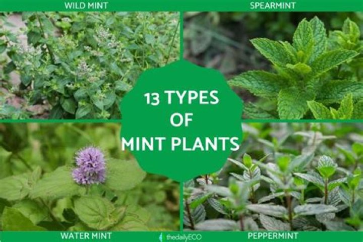 Is Mint poisonous to humans?