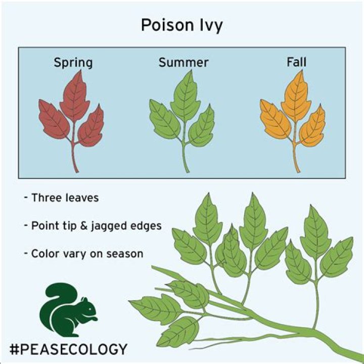 Is poison ivy dormant in the winter?