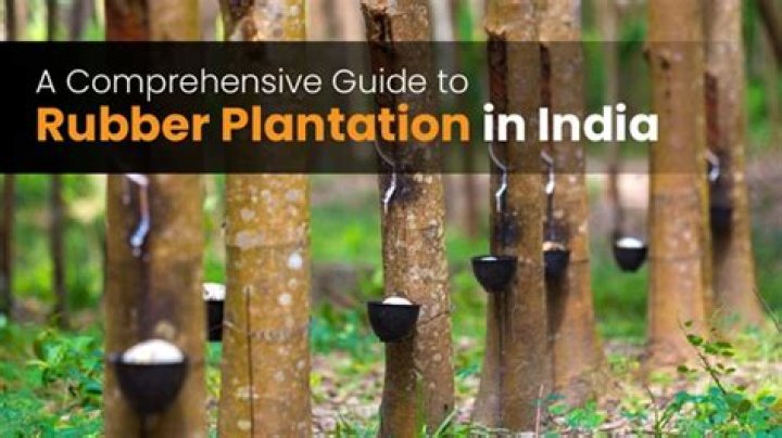 Is Rubber Plantation profitable in India?