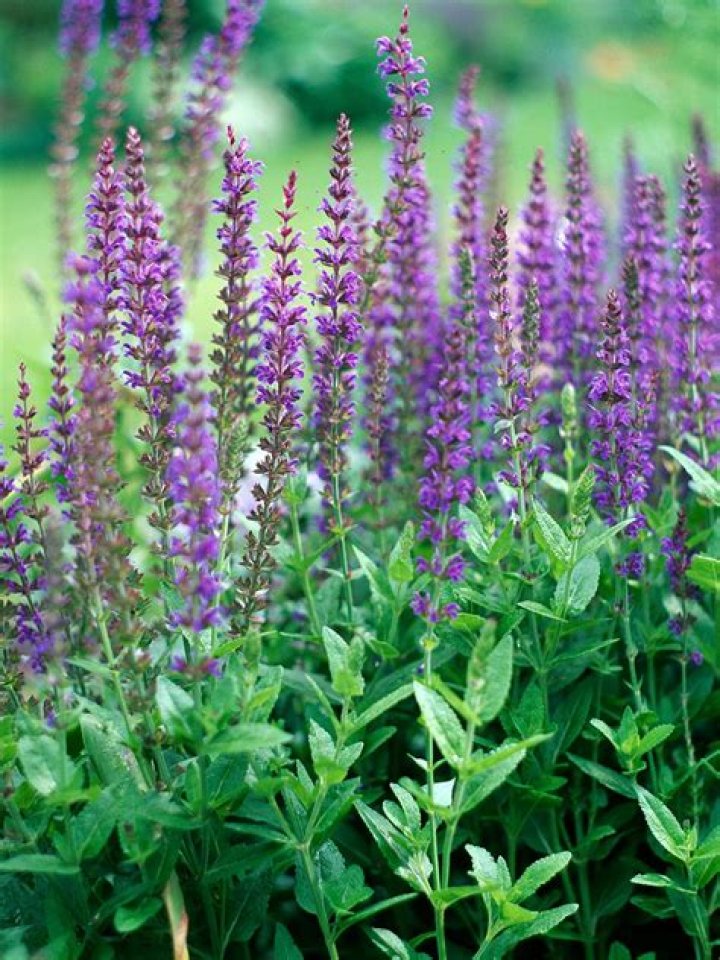 Is Salvia a fragrant? | ContextResponse.com