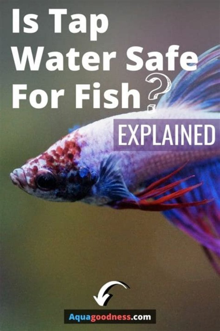 Is tap water safe for my goldfish?