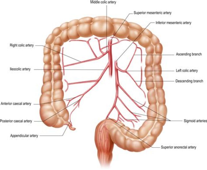 Is the middle colic artery intraperitoneal?