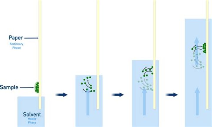 Is the mobile or stationary phase more polar in paper chromatography?