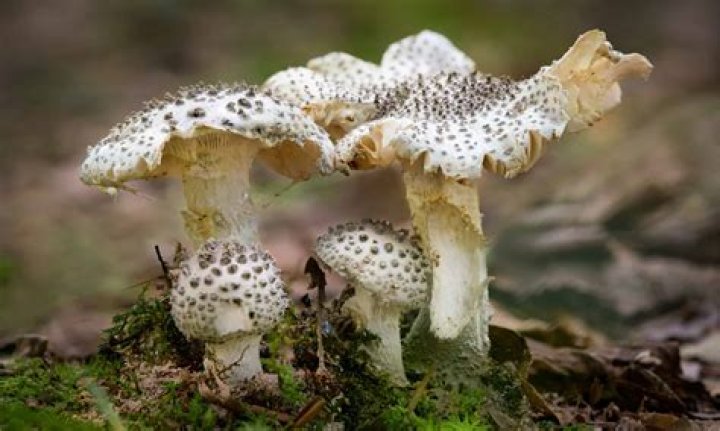 Is white fungus poisonous? | ContextResponse.com
