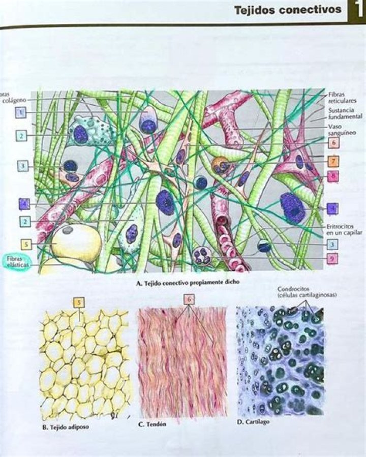 ¿Qué es el tropismo del tejido conectivo?