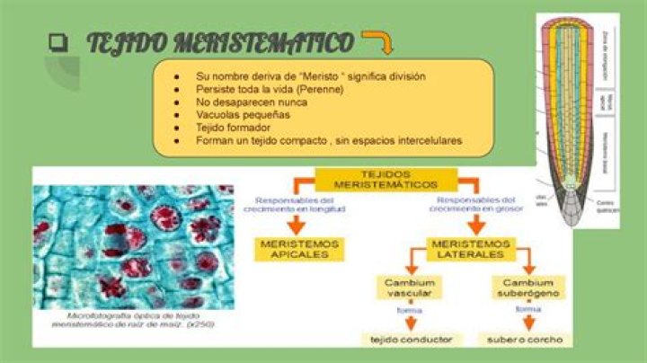 ¿Qué función cumple el tejido Meristematico secundario?