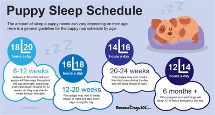 Should a 7 week old puppy sleep alone?