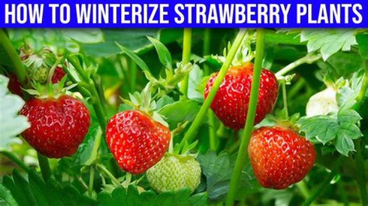 Should strawberry plants be cut back in winter?