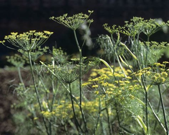 Should you let fennel flower?