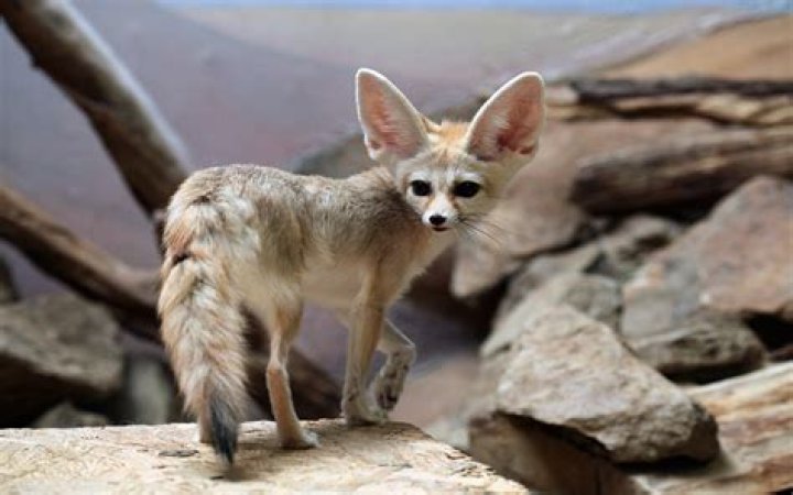 What animals are exotic?