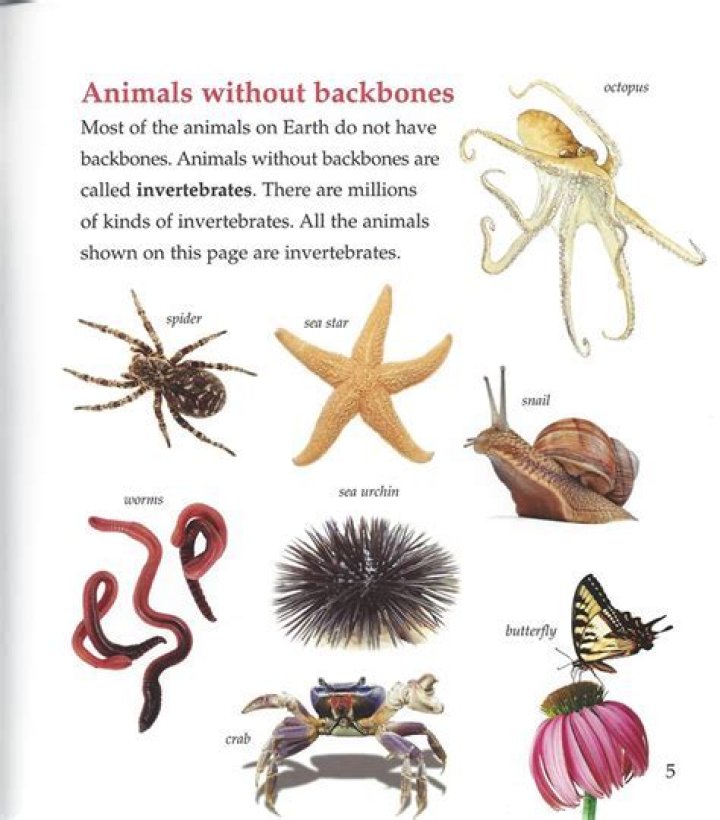 What animals do not have a backbone?