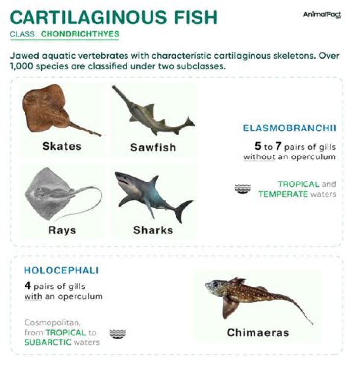 What are bony fishes give two examples?