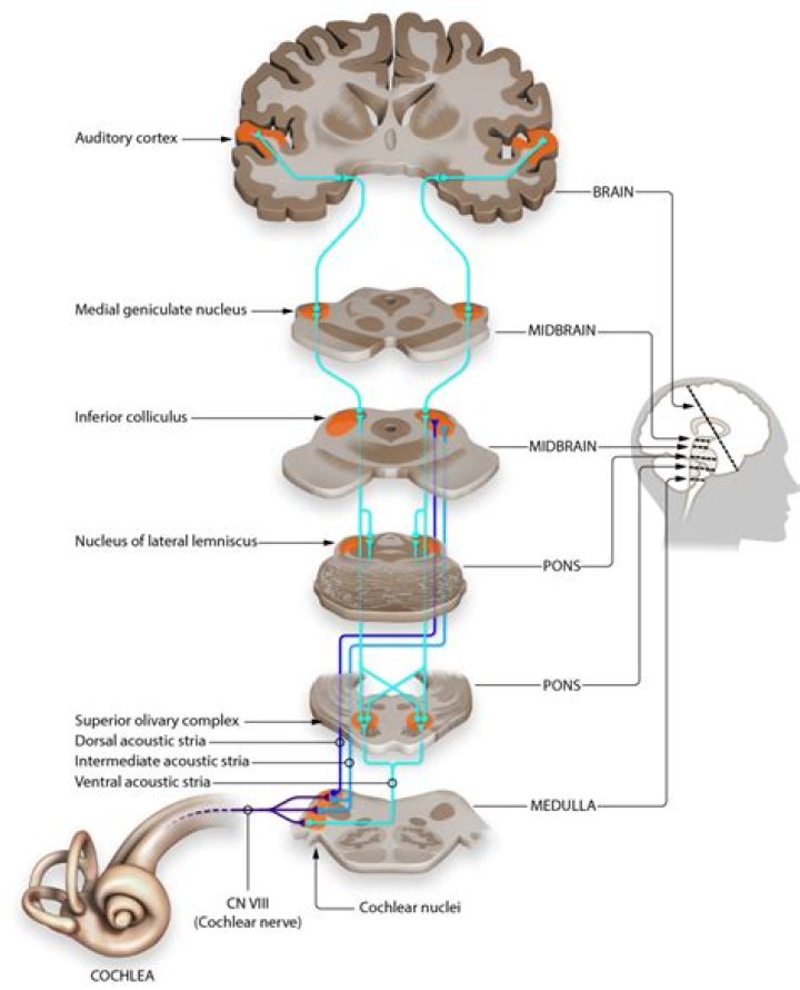 What are cochlear neurons stimulated by?