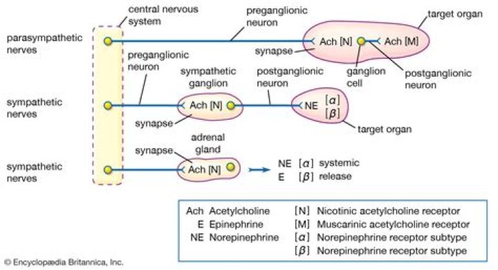 What are effector organs of the autonomic nervous system?