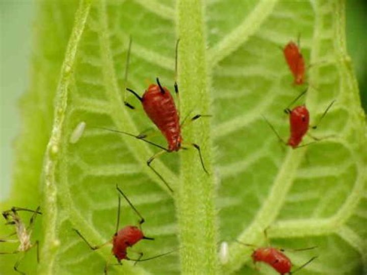 What are little red bugs on tomato plants?