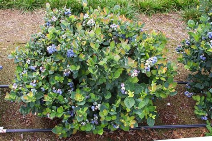 What are the best blueberries to plant?