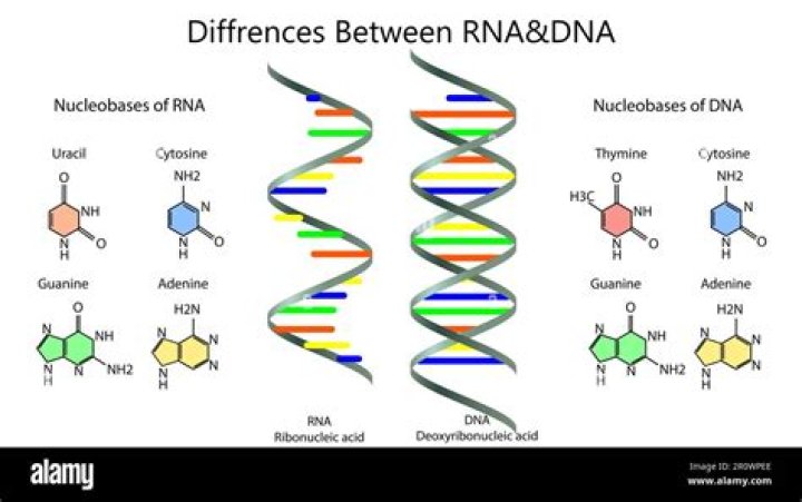 What are the building blocks of both DNA and RNA known as?