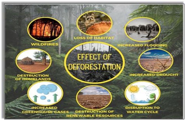 What are the effects of deforestation?
