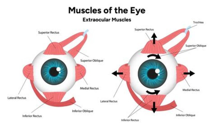 What are the eye muscles?