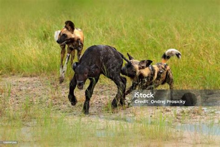 What are the predators of dogs?