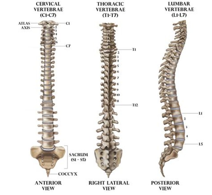 What are the spine numbers?