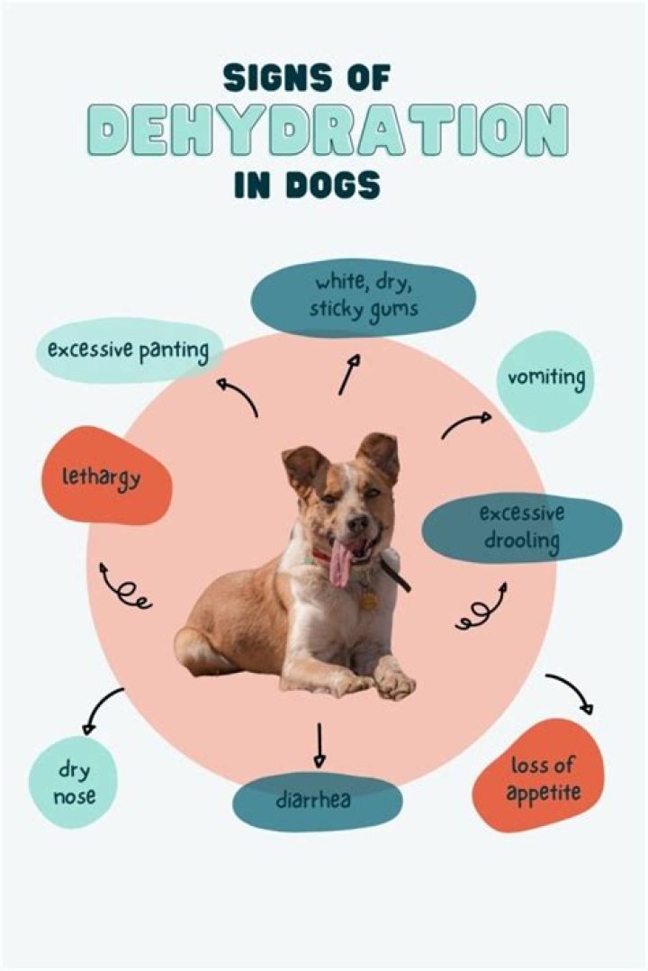 What are the symptoms of dehydration in a dog?