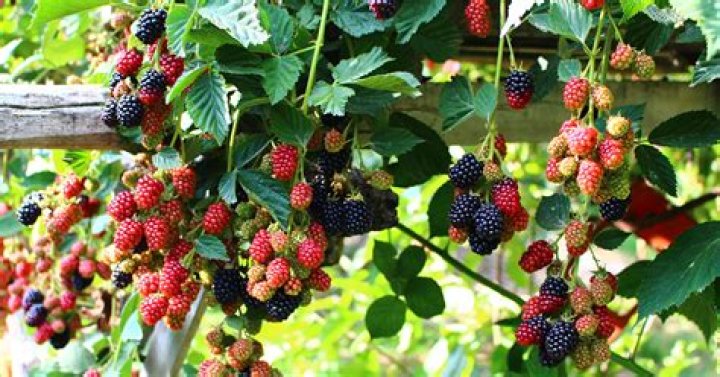 What berries grow in Missouri?