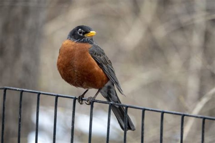 What birds are in Ontario?