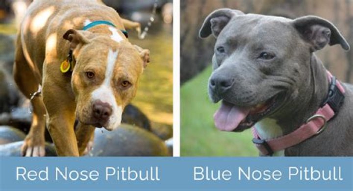 What bloodline is a blue nose pitbull?