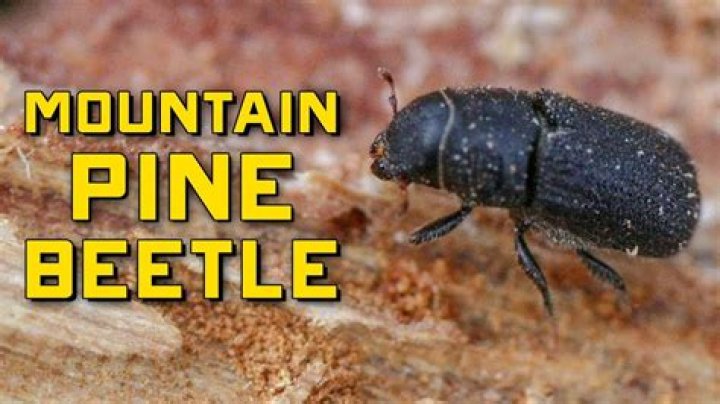 What bug kills evergreen trees?