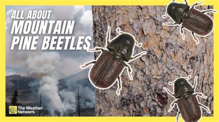 What bug kills pine trees?