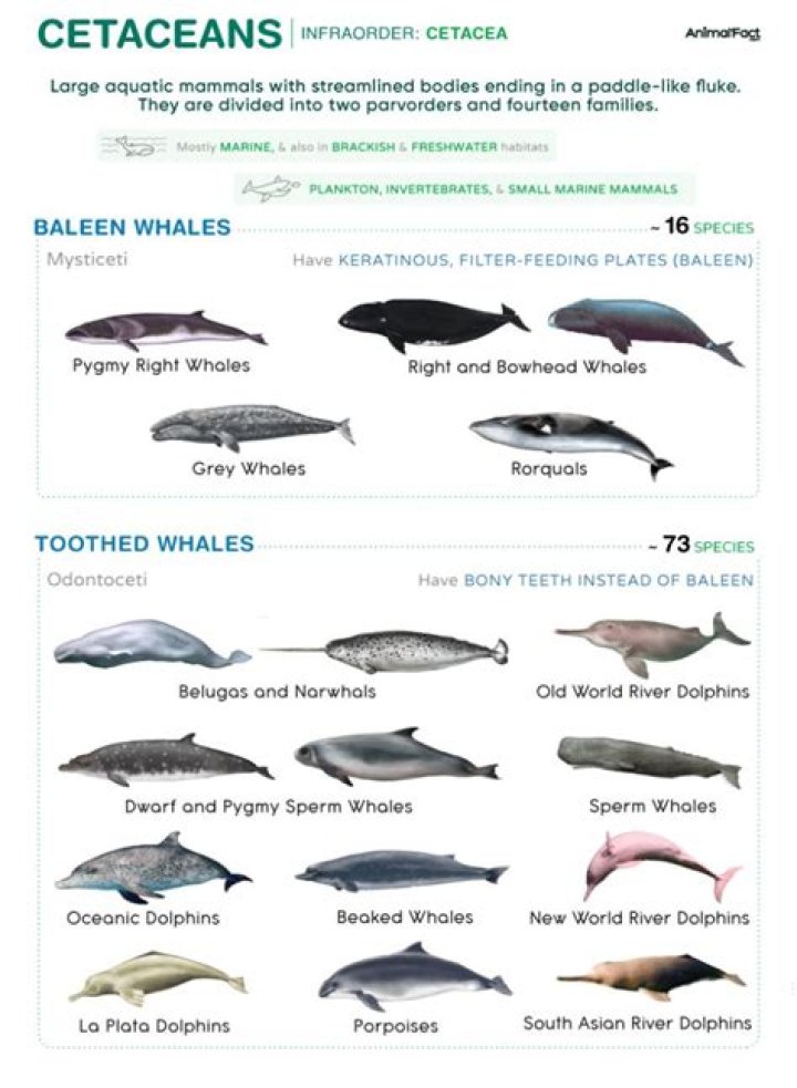 What common features do animals in order Cetacea have?