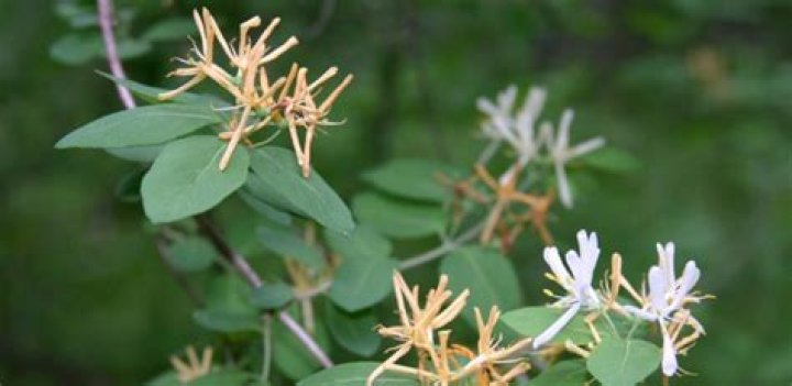 What damage does the Japanese honeysuckle do?