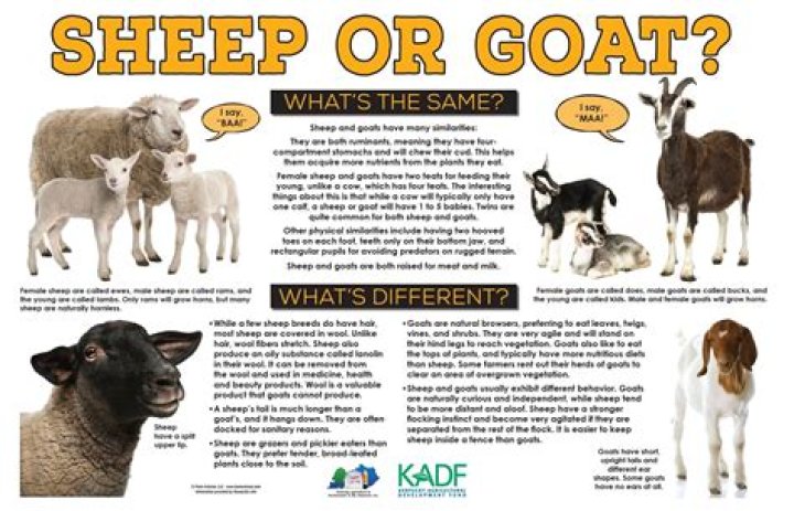 What do the sheep represent in Animal Farm?