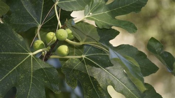 What does a fig tree symbolize?