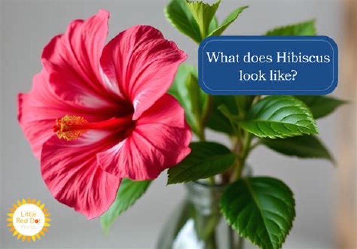 What does a hibiscus flower look like?