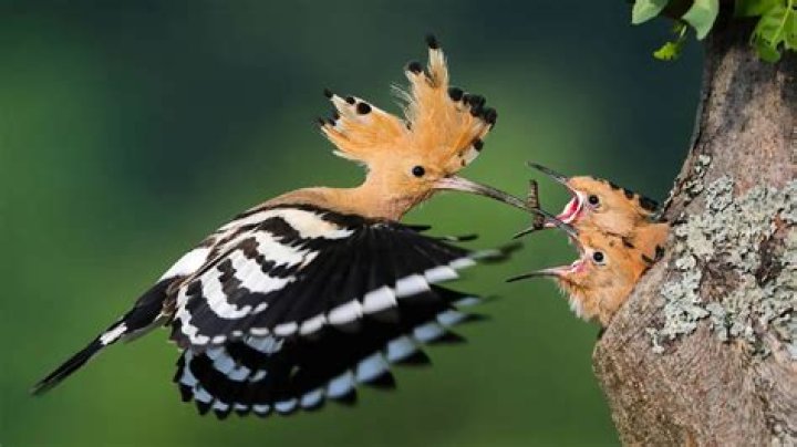 What does a Hoopoe eat?