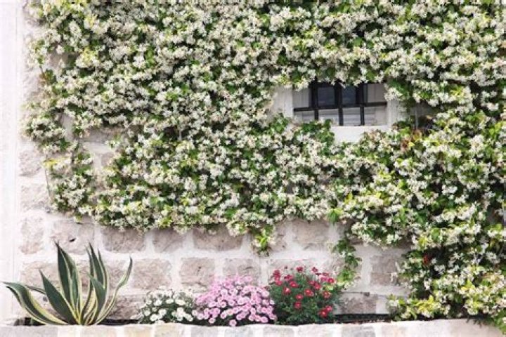 What does jasmine vine look like?