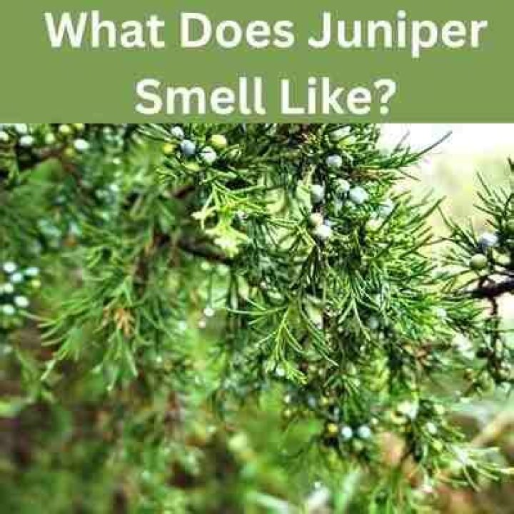What does juniper wood smell like?