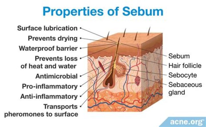 What does sebum do in the body?