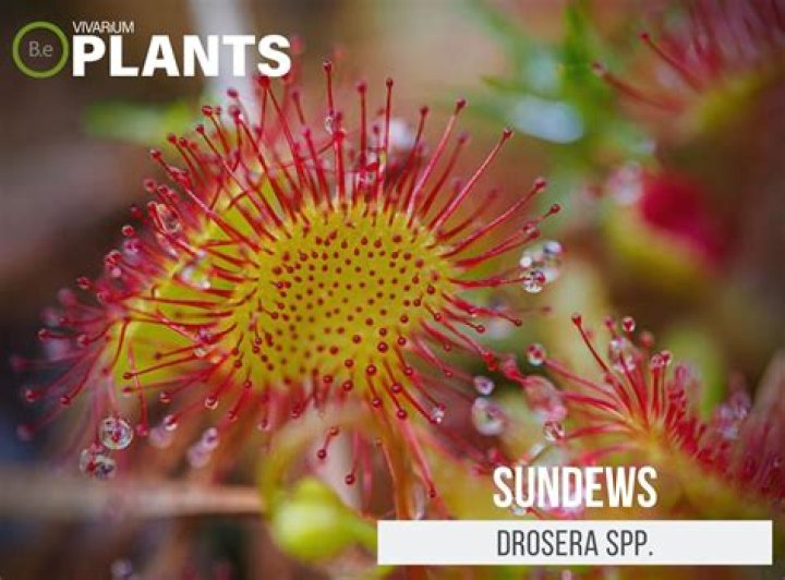 What does the sundew plant eat?