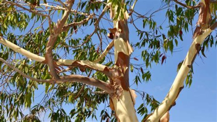What eats a eucalyptus tree?