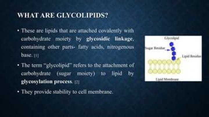 What granules contain glycolipids that prevent water loss from the skin?